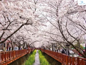 hoa anh đào Hàn Quốc