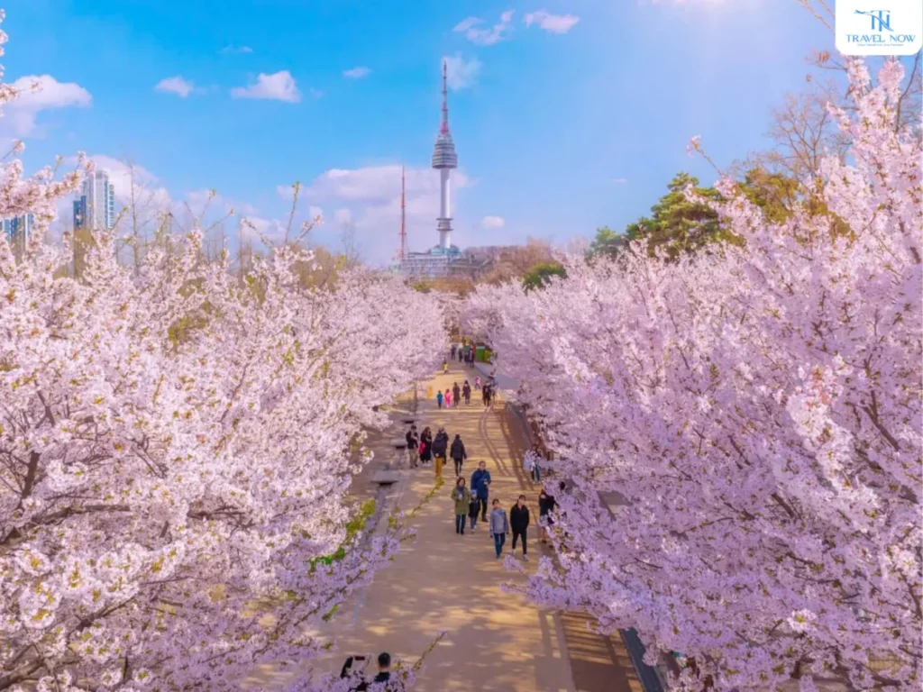 hoa anh đào Hàn Quốc