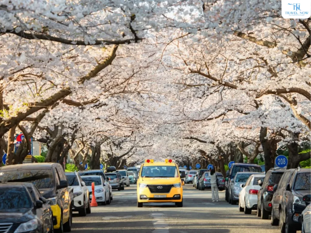 hoa anh đào Hàn Quốc