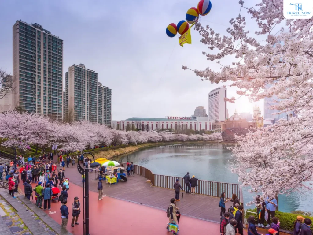 hoa anh đào Hàn Quốc