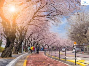 Hoa anh đào Hàn Quốc